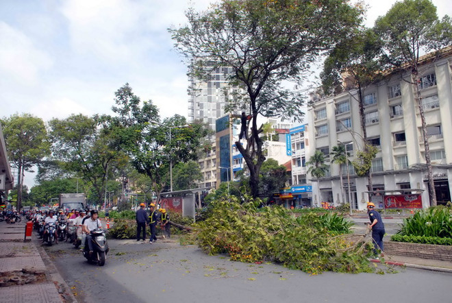 Cây cổ thụ trên đoạn đường Lê Lợi trước Nhà hát Thành phố đang được di dời. (Ảnh: Mạnh Linh/TTXVN) Sắp chặt hạ hàng chục cây cổ thụ để làm ga metro Ba Son ảnh 1
