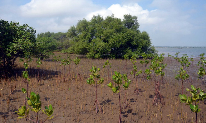 Hàn Quốc tài trợ 1,9 triệu USD trồng rừng ngập mặn ở Thái Bình ảnh 1
