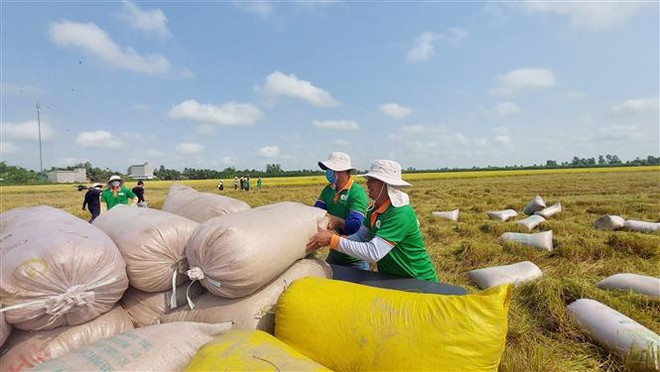 Thu mua lúa trên cánh đồng liên kết phục vụ xuất khẩu ở huyện Thoại Sơn, tỉnh An Giang. (Ảnh: Công Mạo/TTXVN) Thị trường nông sản: Giá gạo Việt Nam cao nhất kể từ tháng 7/2021 ảnh 1