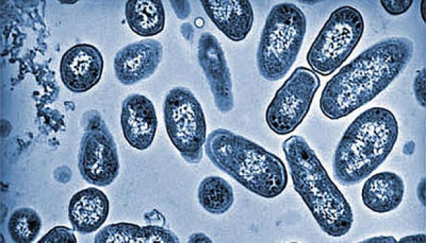 Australia mở cuộc điều tra đợt lây nhiễm vi khuẩn Salmonella ảnh 1