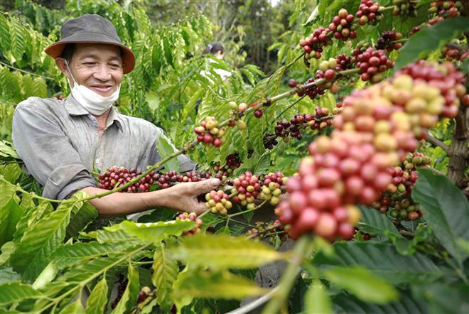 Nông dân tỉnh Đắk Nông thu hoạch càphê. (Ảnh: Vũ Sinh/TTXVN) 'Điểm sáng' Việt Nam trong bức tranh kinh tế thế giới năm 2022 ảnh 1