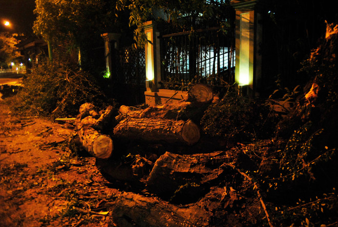 [Photo] Hà Nội: Ngổn ngang cây cối đổ sau cơn dông "giải nhiệt" ảnh 4