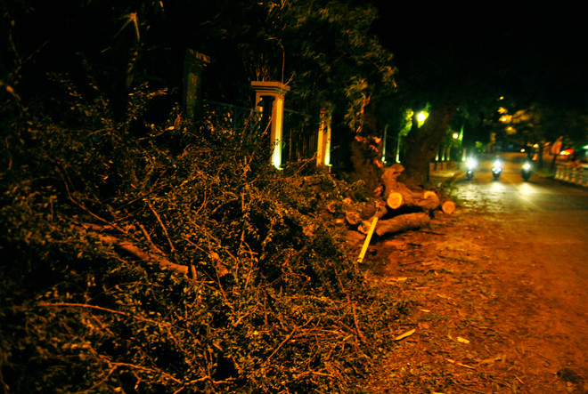 [Photo] Hà Nội: Ngổn ngang cây cối đổ sau cơn dông "giải nhiệt" ảnh 2