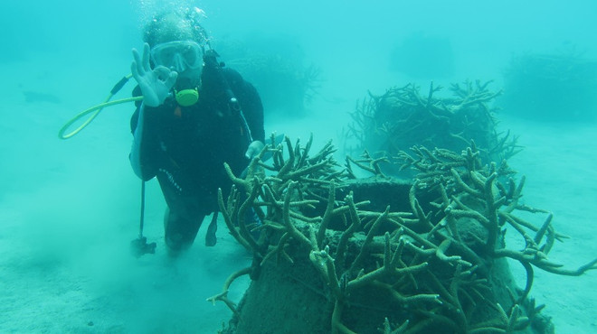 Vườn Quốc gia Côn Đảo thu hút Dự án du lịch sinh thái dưới tán rừng ảnh 2