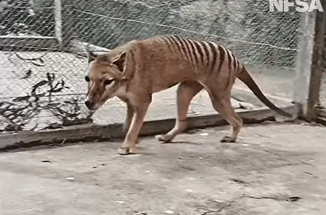 Các nhà khoa học Australia nghiên cứu hồi sinh hổ Tasmania ảnh 1