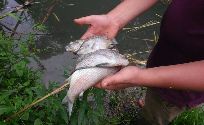 Bài 2: Ai đã “đầu độc” tôm cá ở đầu nguồn dòng suối chảy vào sông Đà? ảnh 1