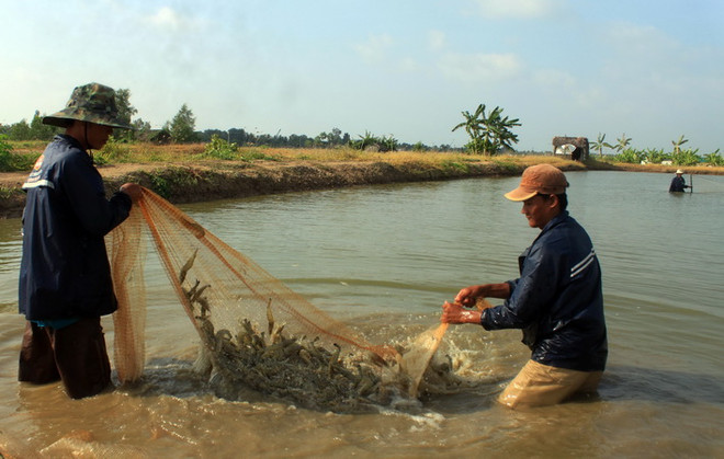 Mổ xẻ nguyên nhân tôm chết hàng loạt ở Đồng bằng sông Cửu Long ảnh 1