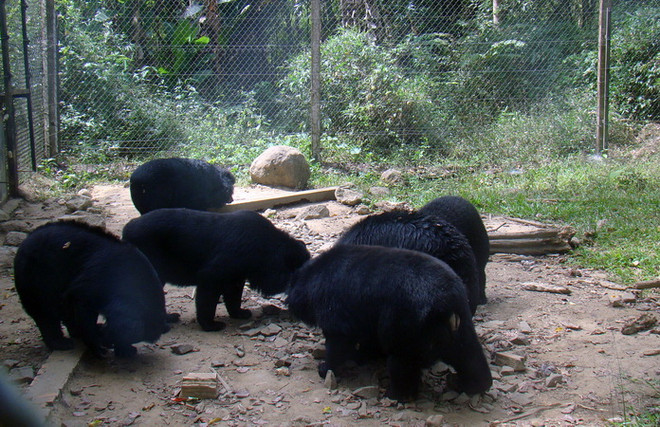 WildScan - ứng dụng thông minh giúp bảo vệ động vật hoang dã ảnh 1