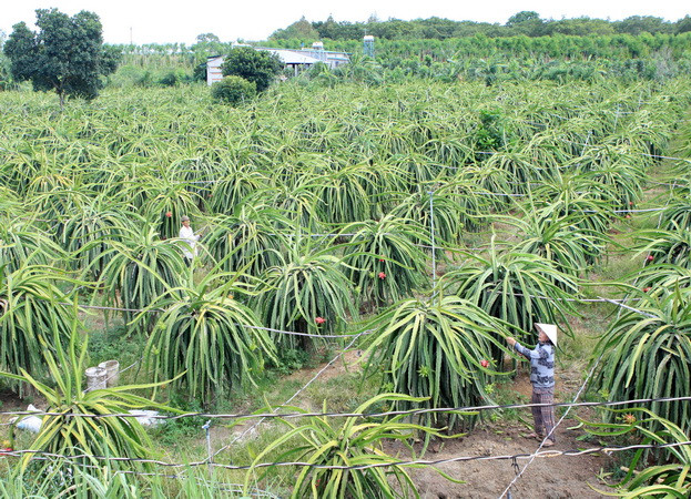 Không nên lạm dụng bán hoa thanh long cho thương lái Trung Quốc ảnh 1