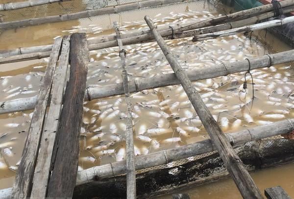 Cá chết trên sông La Ngà, người dân thiệt hại hàng chục tỷ đồng ảnh 1
