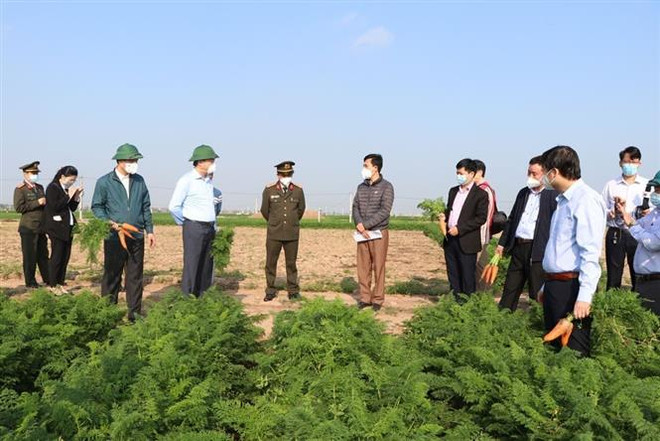 Lãnh đạo tỉnh Hải Dương kiểm tra tình hình sản xuất, tiêu thụ cà rốt tại xã Đức Chính, huyện Cẩm Giàng, sáng 21/2. (Ảnh: Mạnh Minh/TTXVN) Tháo gỡ vướng mắc, tạo điều kiện để xuất khẩu cà rốt Hải Dương ảnh 1