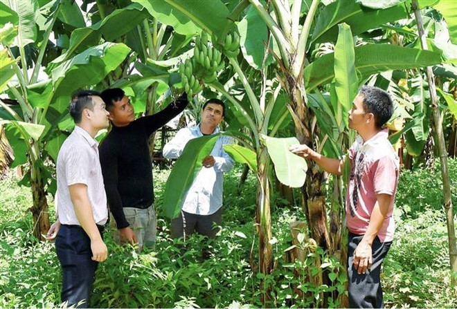 Nhiều hộ dân làng Kret Krot đã thoát nghèo nhờ mạnh dạn vay các nguồn vốn chính sách phát triển kinh tế gia đình. (Ảnh: Hồng Điệp/TTXVN) Gia Lai: Làng Kret Krot đón Tết đoàn viên ấm tình cộng đồng ảnh 2