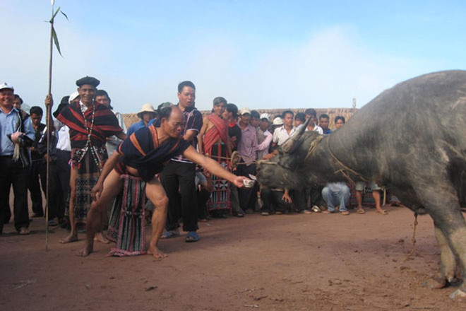 Nghi thức đâm trâu của người Cơ Tu. (Nguồn: laodong.vn) Đồng bào Cơ Tu bỏ tục đâm trâu trong ngày Tết Nguyên đán ảnh 1