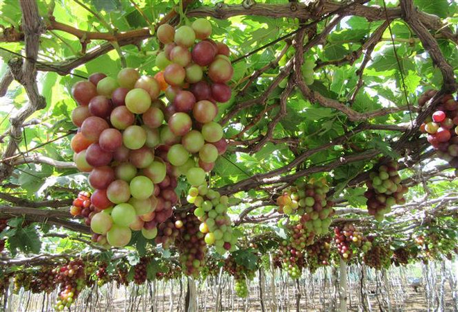Ninh Thuận: Nho vụ Tết được giá, người trồng phấn khởi ảnh 1