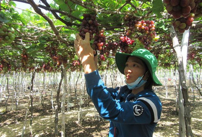 Ninh Thuận: Nho vụ Tết được giá, người trồng phấn khởi ảnh 2