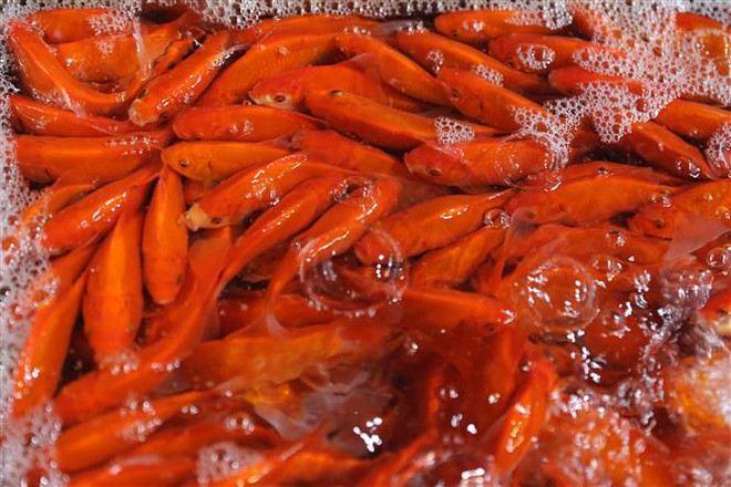 Sôi động thị trường tiêu dùng ngày tiễn Táo quân về trời ảnh 2