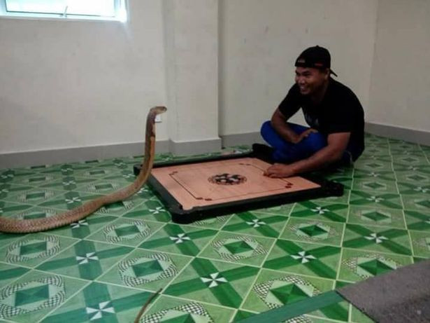 Kinh ngạc người đàn ông kết hôn với rắn sau khi bạn gái qua đời ảnh 4