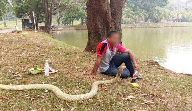 Kinh ngạc người đàn ông kết hôn với rắn sau khi bạn gái qua đời ảnh 3