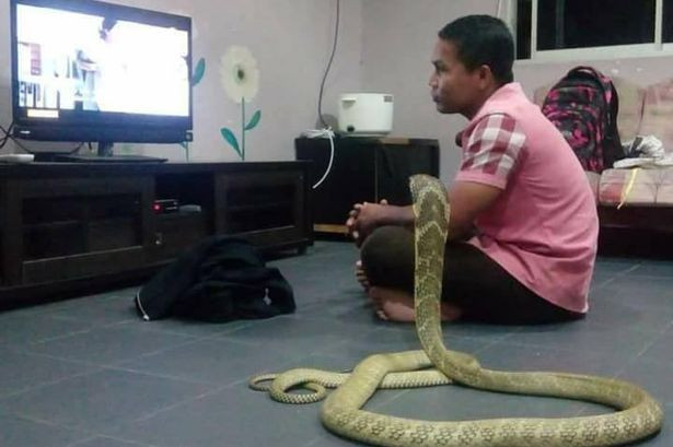 'Cặp vợ chồng' cùng nhau xem TV. (Nguồn: mirror.co.uk) Kinh ngạc người đàn ông kết hôn với rắn sau khi bạn gái qua đời ảnh 1