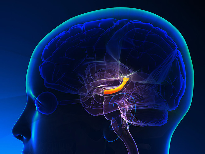 Ảnh minh họa. (Nguồn: medscape.com) Phần mềm máy tính chuyển tín hiệu não thành lời nói ảnh 1