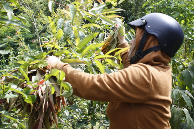 Gỏi lá Kon Tum - hương vị lan tỏa của núi rừng Tây Nguyên ảnh 4