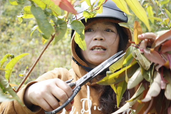 Gỏi lá Kon Tum - hương vị lan tỏa của núi rừng Tây Nguyên ảnh 3