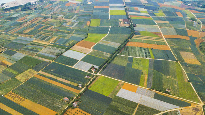 [Photo] Chiêm ngưỡng những thảm dứa Đồng Giao đẹp mê hồn ảnh 3