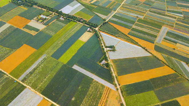 [Photo] Chiêm ngưỡng những thảm dứa Đồng Giao đẹp mê hồn ảnh 1