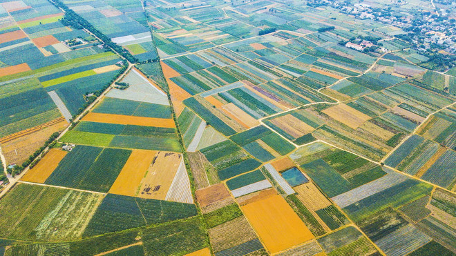 [Photo] Chiêm ngưỡng những thảm dứa Đồng Giao đẹp mê hồn ảnh 2