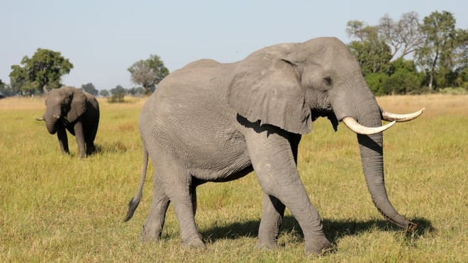 Một cặp voi ở Botswana. (Nguồn: Reuters) Hơn 100 con voi chết ở Botswana nghi do nhiễm bệnh than ảnh 1