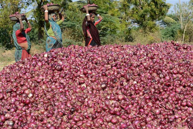 Giá hành tây thế giới tăng vọt sau lệnh cấm xuất khẩu của Ấn Độ ảnh 1