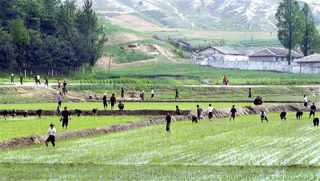 Nông dân trồng lúa trên cánh đồng ở thị trấn Kaesong, Triều Tiên. (Nguồn: AFP/TTXVN) FAO kêu gọi hành động để giảm lượng lương thực lãng phí mỗi năm ảnh 1