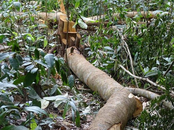 Phú Yên chấm dứt dự án chuyển đổi 463ha rừng sang mục đích khác ảnh 1