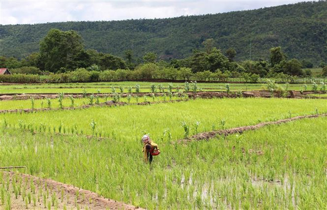 Gia Lai: Bước bứt phá ngoạn mục của vùng căn cứ cách mạng Ayun ảnh 4