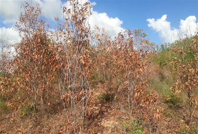 Trung Bộ nắng nóng còn kéo dài, đề phòng nguy cơ cháy rừng ảnh 1