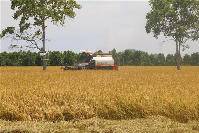 Đề xuất các giải pháp đẩy nhanh việc tiêu thụ lúa Hè Thu ảnh 1