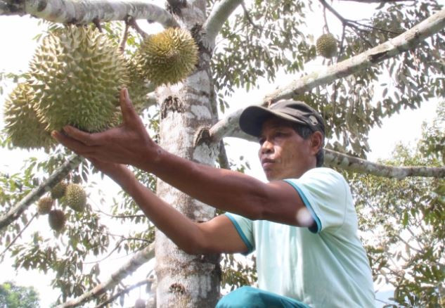 Khánh Hòa tìm đường cho trái cây Khánh Sơn 'xuống núi' ảnh 1