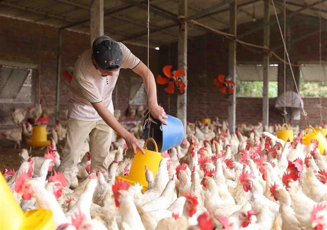 Kế hoạch tổng kết 10 năm thi hành Luật Hợp tác xã năm 2012 ảnh 1