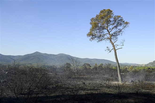 Nhiều quốc gia đang phải đối mặt với các đám cháy rừng dữ dội ảnh 2