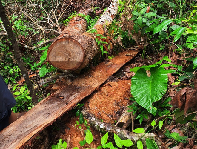 Vụ phá rừng lớn nhất Hà Giang: Khởi tố bị can, tạm giam 5 đối tượng ảnh 1