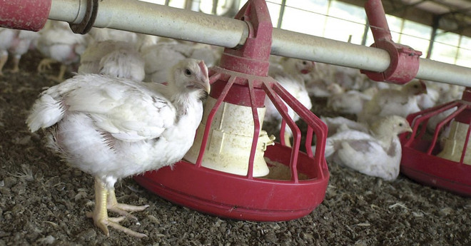 Châu Á hạn chế nhập khẩu gia cầm từ Mỹ do lo ngại dịch cúm ảnh 1