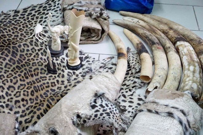 EU cấm hoàn toàn việc buôn bán ngà voi dạng nguyên chiếc từ 1/7 ảnh 1