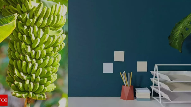 Thành công của Lin là kết quả của việc biến xu hướng "chữa lành" trên mạng xã hội thành cơ hội kinh doanh. (Nguồn: The Time of India) chuoi_xanh_3.jpg