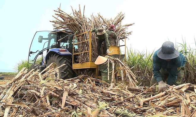 Giấc mơ về một cánh đồng mía lớn ảnh 1