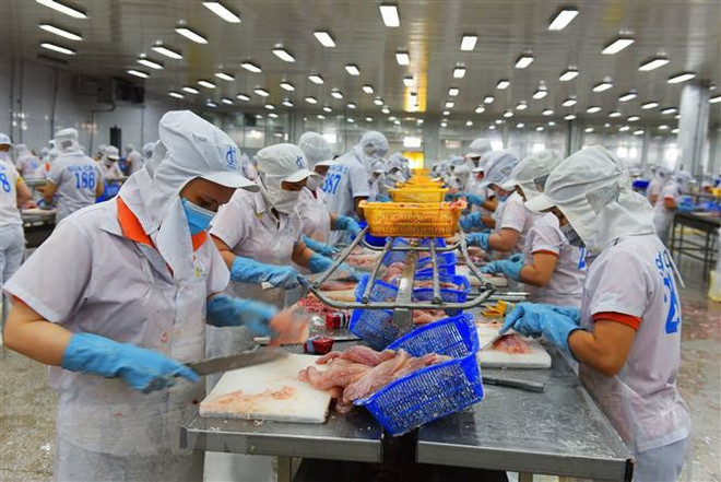 Chế biến cá tra xuất khẩu. (Nguồn: TTXVN) Bảo vệ quyền lợi doanh nghiệp qua các biện pháp phòng vệ thương mại ảnh 1