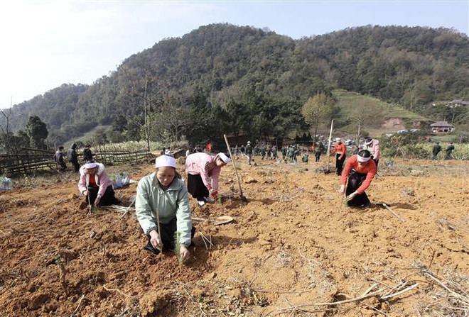Nhân dân trên xã Thạch Yên, huyện Cao Phong tham gia trồng trên 30.000 cây xanh. (Ảnh: Trọng Đạt/TTXVN) Trung ương Đoàn phát động Tết trồng cây 'Đời đời nhớ ơn Bác Hồ' ảnh 1