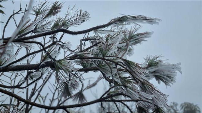 Xuất hiện băng giá tại Trạm Tấu, tích cực chống rét cho gia súc ảnh 1