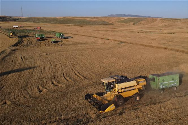 FAO: Giá lương thực toàn cầu tăng hơn 14% trong năm 2022 ảnh 1