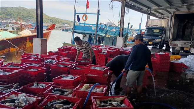 Ngư dân khu vực phía Nam đón nguồn lộc biển đầu Năm mới ảnh 2