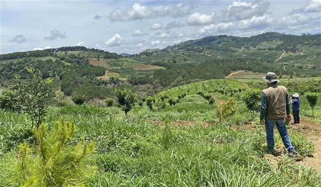 Lâm Đồng: Nhận khoán bảo vệ rừng nhưng lại… lấn đất, phá rừng ảnh 1